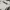 Evisu Streetwear Sportswear Sweater Pria white photo 2