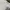 Evisu Streetwear Sportswear Sweater Pria white photo 8