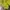 Puma Sportswear Jersey Pria yellow photo 5