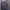 Polo Ralph Lauren Luxury Casual Polo Shirt Pria Purple