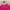 Polham Casual Polo shirt Pria pink photo 3