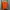 Ames Luxury Casual Polo Shirt Pria Orange