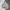 Zoo York Streetwear Skater Hoody Pria gray photo 2