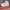 Converse Streetwear Skater Sneakers Pria khaki photo 1