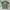 Gildan Vintage T-shirt Pria green photo 2