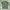 Gildan Vintage T-shirt Pria green photo 1