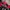 Japanese brand Grunge Fairy Formal shirt Pria red black photo 3