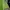 Nike Sportswear Polo shirt Pria green photo 5