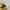 Polo Ralph Lauren Streetwear Polo shirt Pria navy yellow photo 2