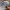 Dickies Reworked Short Pria tan photo 3
