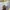 Timberland Casual Short Pria tan photo 4