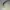 Compass Streetwear Casual Sneakers Pria green black photo 8