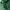 Lacoste Streetwear Hoody Pria green photo 2