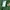Lacoste Streetwear Hoody Pria green photo 4