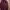 Levi's Casual Sweater Wanita burgundy photo 1