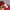 Adidas Sportswear Hoody Pria red photo 6