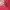 Adidas Sportswear Hoody Pria red photo 7