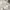 Coquette Casual Wanita white cream photo 1
