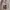 Dickies Streetwear Casual Hoody Pria gray photo 4