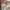 Dickies Streetwear Casual Sweatshirt Pria gray photo 5