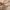 Dickies Streetwear Casual Sweatshirt Pria cream photo 5
