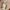 H&M Casual Culotte Wanita tan photo 4