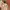 H&M Casual Culotte Wanita tan photo 5