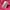 Stussy Streetwear T-shirt Pria pink photo 5