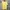 Patagonia Streetwear T-shirt Pria yellow photo 2