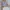 Brandy Melville Casual Cami top Wanita white blue photo 2