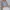 Brandy Melville Casual Cami Top Wanita White Blue