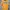 Patagonia Streetwear T-shirt Pria orange photo 1