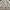 ZARA Minimalist Midi Dress Wanita Cream