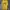 WHO.A.U Casual T-shirt Pria yellow photo 1