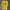 WHO.A.U Casual T-shirt Pria Yellow