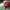 DOHC Streetwear Hat Pria burgundy white photo 1