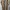 Hollister Luxury Casual T-shirt Pria tan brown photo 1