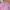 Lacoste Casual Polo shirt Pria pink photo 3