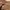 Carhartt Y2K Grunge Pria brown photo 4