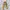 Carhartt Y2K Grunge Pria brown photo 1