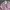 BASIC HOUSE Streetwear Lolita Shirt Wanita pink photo 3