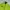 Mizuno Casual Windbreaker Pria green black photo 5