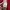 Champion Streetwear Casual Hoody Wanita red photo 8