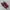 Kate Spade Fairy Casual Wanita red black photo 6