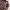Daniel Hechter Casual Harrington jacket Pria brown photo 3