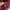 Uniqlo Vintage Streetwear Casual pants Pria burgundy photo 3