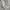 The North Face Sportswear Casual Short Pria tan photo 8