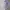 Sportswear Polo shirt Pria purple white photo 2