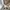 Polo Ralph Lauren Luxury Trench coat Pria gray photo 2