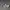 Converse Streetwear Skater Sneakers Pria silver tan photo 4